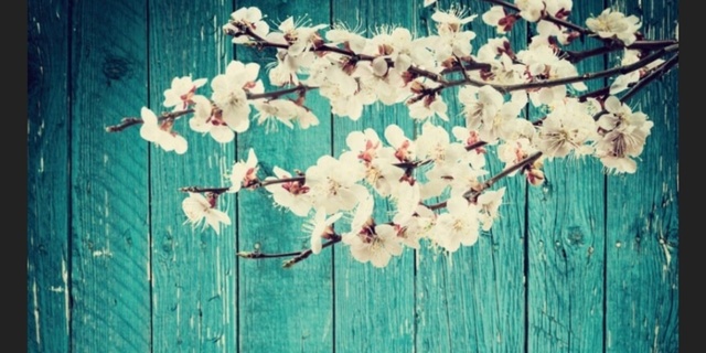 Poshmark banner for @mahogany